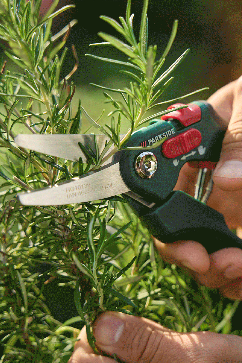 Des sécateurs verts et rouges coupant une branche de romarin frais.